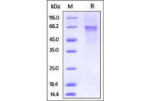 Biotinylated Human OX40, Fc Tag on SDS-PAGE under reducing (R) condition. (TNFRSF4 Protein (AA 29-216) (Fc Tag,AVI tag,Biotin))