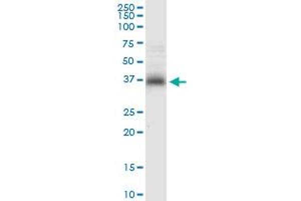 Syntaxin 7 antibody  (AA 1-261)