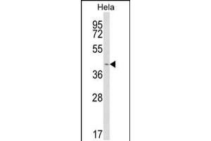 Western blot analysis of INSIG1 Antibody in Hela cell line lysates (35ug/lane)