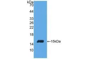 Detection of Recombinant INHbC, Human using Polyclonal Antibody to Inhibin Beta C (INHbC) (INHBC antibody  (AA 236-352))