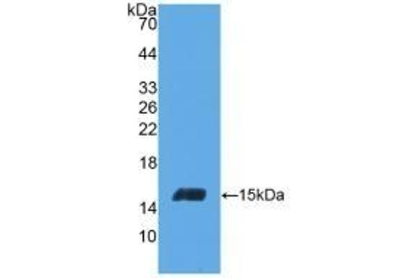 INHBC 抗体  (AA 236-352)