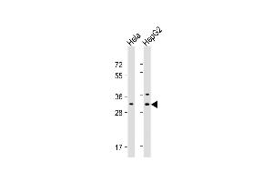 All lanes : Anti-CTHRC1 Antibody (N-term) at 1:16000 dilution Lane 1: Hela whole cell lysate Lane 2: HepG2 whole cell lysate Lysates/proteins at 20 μg per lane. (CTHRC1 antibody  (N-Term))