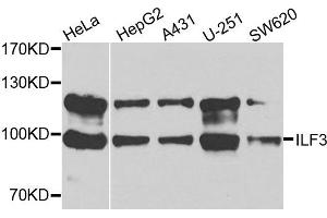 Western blot analysis of extracts of various cells, using ILF3 antibody. (Interleukin enhancer-binding factor 3 (ILF3) antibody)