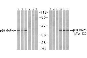 Western blot analysis of extracts from NIH-3T3 (Line 1, 4, 7 and 10) and cos7 (Line 2, 5, 8 and 11 and K562 (Line 3, 6, 9 and 12) cells, untreated or treated with UV (20min), using P38 MAPK (Ab-182) antibody (E021245, Lane 1, 2, 3, 4, 5 and 6) and P38 MAPK (phospho- Tyr182) antibody (E011253, Lane 7, 8, 9, 10, 11 and12). (MAPK14 antibody  (pTyr182))