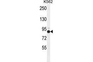 ZNF366 Antibody (C-term) western blot analysis in K562 cell line lysates (35 µg/lane).