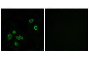 Immunofluorescence (IF) image for anti-Brain Protein 44-Like (BRP44L) (N-Term) antibody (ABIN1850936) (BRP44L antibody  (N-Term))