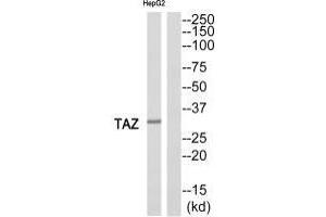 Western blot analysis of extracts from HepG2 cells, using TAZ antibody. (TAZ antibody)