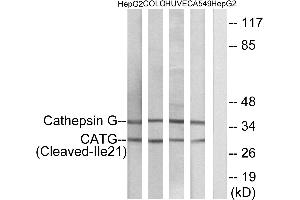 Western blot analysis of extracts from HepG2 cells, COLO cells, HUVEC cells and A549 cells, using CATG (Cleaved-Ilantibody. (Cathepsin G antibody  (Cleaved-Ile21))
