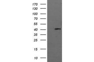 Image no. 1 for anti-Mitogen-Activated Protein Kinase 13 (MAPK13) antibody (ABIN1499957) (MAPK13 antibody)
