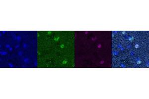 Immunohistochemistry (IHC) image for anti-Purkinje Cell Protein 4 (PCP4) antibody (ABIN7456054)