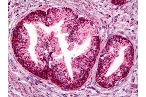 Anti-PTGER4 / EP4 antibody IHC of human prostate. (PTGER4 antibody)
