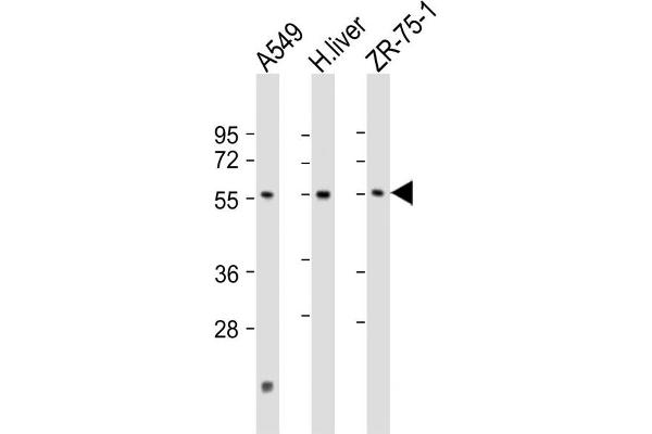 PM20D1 antibody  (AA 125-159)