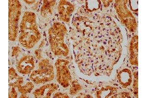 IHC image of ABIN7159929 diluted at 1:200 and staining in paraffin-embedded human kidney tissue performed on a Leica BondTM system.