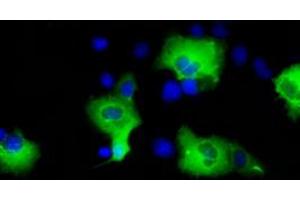 Image no. 3 for anti-SHC (Src Homology 2 Domain Containing) Transforming Protein 1 (SHC1) antibody (ABIN1499995) (SHC1 antibody)