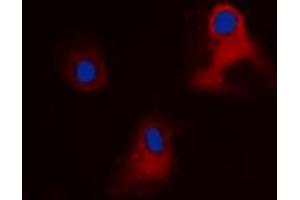 Immunofluorescent analysis of EIF3L staining in HEK293 cells. (EIF3L antibody  (N-Term))