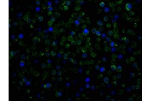 Immunofluorescence (IF) image for anti-Platelet/endothelial Cell Adhesion Molecule (PECAM1) (AA 28-315) antibody (ABIN7147154)