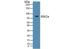 Western blot analysis of Mouse Spleen Tissue. (TLR9 antibody  (AA 28-362))