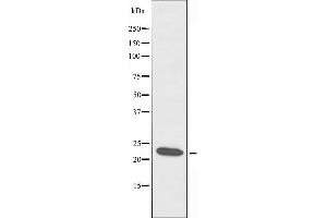 Western blot analysis of extracts from rat tongue cells, using MRPS7 antibody. (MRPS7 antibody)