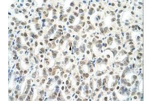 Image no. 1 for anti-TSC22 Domain Family, Member 4 (TSC22D4) (AA 23-72) antibody (ABIN203404) (TSC22D4 antibody  (AA 23-72))