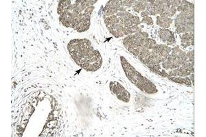 Image no. 3 for anti-Mortality Factor 4 Like 1 (MORF4L1) (AA 251-295) antibody (ABIN202346) (MORF4L1 antibody  (AA 251-295))