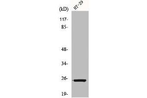 Western Blot analysis of HT29 cells using Connexin 25 Polyclonal Antibody (GJB7 antibody  (Internal Region))