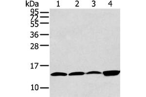 Gel: 12 % SDS-PAGE, Lysate: 40 μg, Lane 1-4: Hela, 293T, PC3 and TM4 cell, Primary antibody: ABIN7190290(CLDND2 Antibody) at dilution 1/400 dilution, Secondary antibody: Goat anti rabbit IgG at 1/8000 dilution, Exposure time: 30 seconds (CLDND2 antibody)