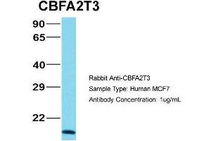 Human MCF7; Host: Rabbit. (CBFA2T3 antibody  (N-Term))