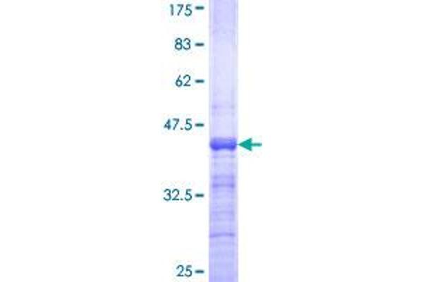 MAFA Protein (AA 222-308) (GST tag)