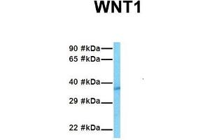 Host:  Rabbit  Target Name:  WNT1  Sample Tissue:  Human HepG2  Antibody Dilution:  1. (WNT1 antibody  (Middle Region))