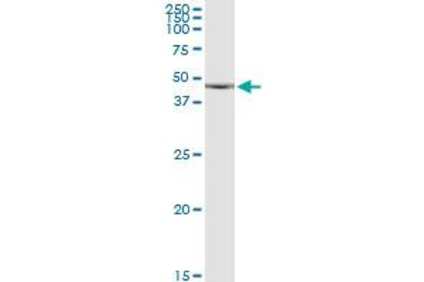 CDKL1 antibody  (AA 259-358)