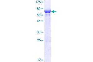 PLEKHA1 Protein (AA 1-404) (GST tag)