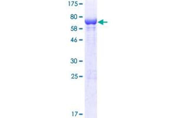 PLEKHA1 Protein (AA 1-404) (GST tag)