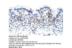 Rabbit Anti-UPF3B Antibody  Paraffin Embedded Tissue: Human Stomach Cellular Data: Epithelial cells of fundic gland Antibody Concentration: 4. (UPF3B antibody  (N-Term))