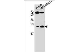 RHOJ Antibody (Center) (ABIN655708 and ABIN2845159) western blot analysis in HepG2,MDA-M cell line lysates (35 μg/lane). (RHOJ antibody  (AA 131-159))