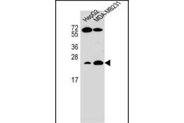 RHOJ antibody  (AA 131-159)