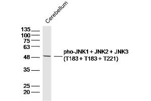 Mouse cerebellum lysates probed with JNK1 + JNK2 + JNK3 (T183 + T183 + T221) Polyclonal Antibody, Unconjugated  at 1:300 dilution and 4˚C overnight incubation. (JNK1/JNK2/JNK3 antibody  (pThr183, pThr221))