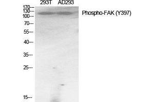 Western Blot (WB) analysis of specific cells using Phospho-FAK (Y397) Polyclonal Antibody. (FAK antibody  (pTyr397))