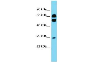 Host: Rabbit Target Name: CD200R1L Sample Type: Fetal Heart lysates Antibody Dilution: 1. (CD200R1L antibody  (N-Term))