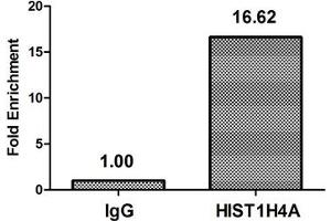 Chromatin Immunoprecipitation Hela (10 6 , treated with 30 mM sodium butyrate for 4h) were treated with Micrococcal Nuclease, sonicated, and immunoprecipitated with 5 μg anti-HIST1H4A (ABIN7139176) or a control normal rabbit IgG. (HIST1H4A antibody  (acLys31))