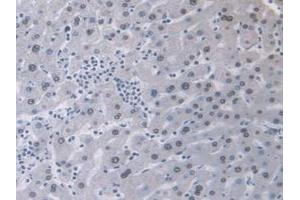 IHC-P analysis of Human Liver Tissue, with DAB staining. (AHNAK antibody  (AA 1-300))