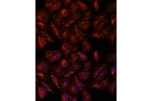 Immunofluorescence (IF) image for anti-Intersectin 2 (ITSN2) (AA 500-620) antibody (ABIN7268015)