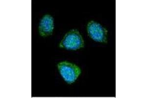 Confocal immunofluorescent analysis of PDE3B Antibody (Center) Cat. (PDE3B antibody  (Middle Region))