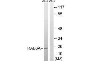Western blot analysis of extracts from A549 cells, using RAB6A antibody. (RAB6A antibody  (Internal Region))