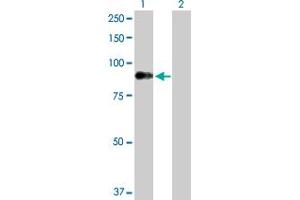 Western Blot analysis of DMPK expression in transfected 293T cell line by DMPK MaxPab polyclonal antibody.