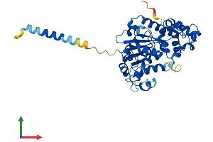 AlphaFold protein structure predicition of Human Recombinant CHST4 Protein, UniprotID Q8NCG5 (CHST4 Protein (AA 1-386) (His tag))