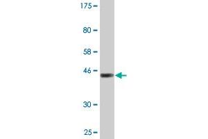 RTKN2 antibody  (AA 1-163)