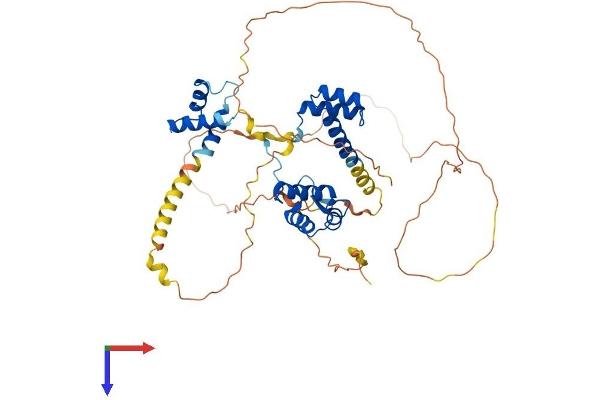 Paired Box 3 Protein (PAX3) (AA 1-479) (His tag)