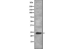 Western blot analysis of HES6 using LOVO whole cell lysates