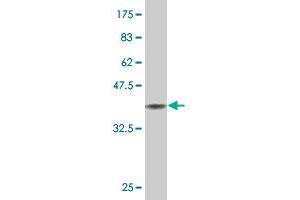 Western Blot detection against Immunogen (36. (AATK antibody  (AA 161-260))