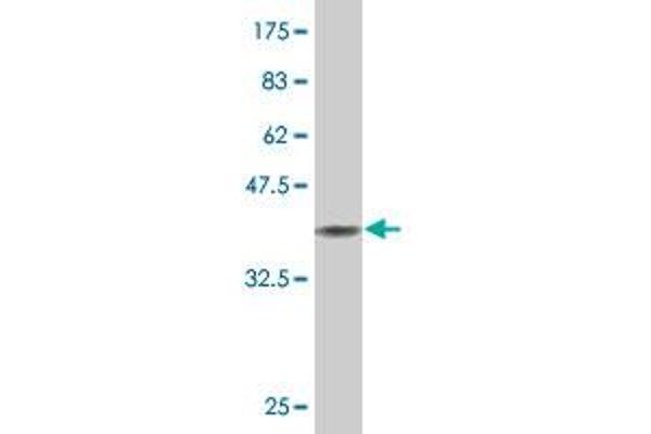 AATK antibody  (AA 161-260)